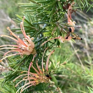 Grevillea juniperina at Corrowong, NSW - 8 Mar 2023 06:40 PM