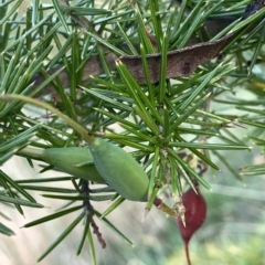 Grevillea juniperina at Corrowong, NSW - 8 Mar 2023 06:40 PM