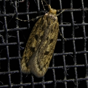 Hofmannophila pseudospretella at Charleys Forest, NSW - 8 Mar 2023