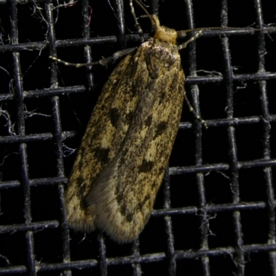 Hofmannophila pseudospretella (Brown House Moth) at Mongarlowe River - 8 Mar 2023 by arjay