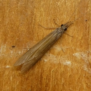 Leptoceridae sp. (family) at Charleys Forest, NSW - 8 Mar 2023