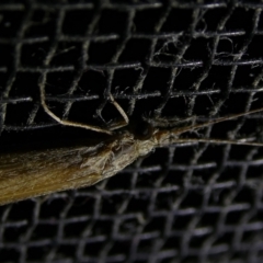 Leptoceridae sp. (family) at Charleys Forest, NSW - 8 Mar 2023