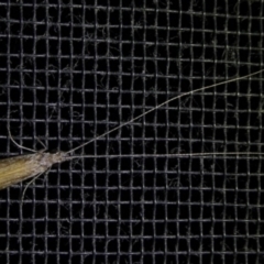 Leptoceridae sp. (family) at Charleys Forest, NSW - 8 Mar 2023