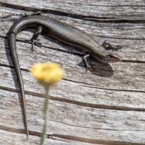 Pseudemoia entrecasteauxii at Cotter River, ACT - 8 Mar 2023 11:53 AM