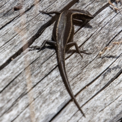 Pseudemoia spenceri (Spencer's Skink) at Cotter River, ACT - 8 Mar 2023 by SWishart