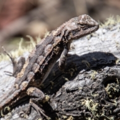 Rankinia diemensis (Mountain Dragon) at Cotter River, ACT - 8 Mar 2023 by SWishart