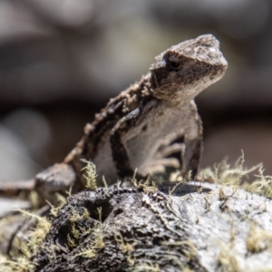 Rankinia diemensis at Cotter River, ACT - 8 Mar 2023 12:52 PM