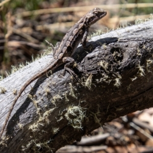 Rankinia diemensis at Cotter River, ACT - 8 Mar 2023 12:52 PM