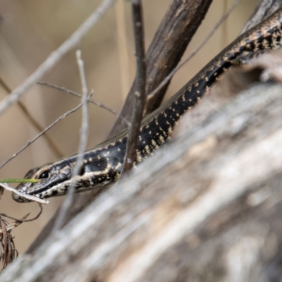 Eulamprus heatwolei (Yellow-bellied Water Skink) at Cotter River, ACT - 8 Mar 2023 by SWishart