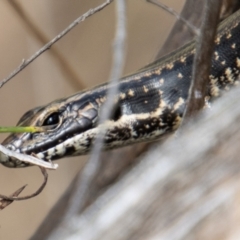 Eulamprus heatwolei at Cotter River, ACT - 8 Mar 2023