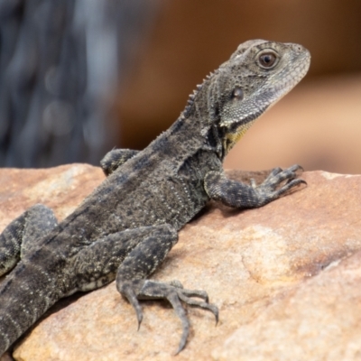 Intellagama lesueurii howittii (Gippsland Water Dragon) at Cotter River, ACT - 8 Mar 2023 by SWishart