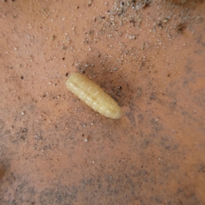 Unidentified Insect at Mongarlowe River - 8 Mar 2023 by arjay