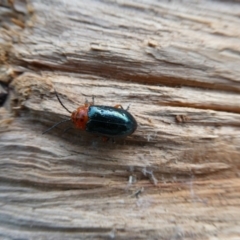 Lamprolina (genus) (Pittosporum leaf beetle) at Charleys Forest, NSW - 8 Mar 2023 by arjay