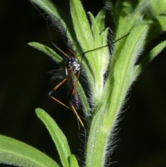 Gynoplistia sp. (genus) (Crane fly) at Charleys Forest, NSW - 7 Mar 2023 by arjay