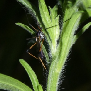 Gynoplistia sp. (genus) at Charleys Forest, NSW - suppressed