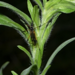 Gynoplistia sp. (genus) at Charleys Forest, NSW - suppressed