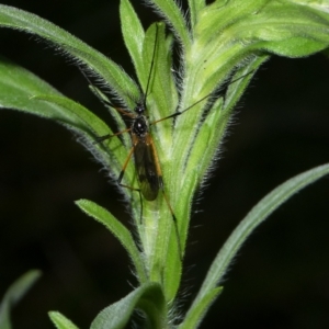 Gynoplistia sp. (genus) at Charleys Forest, NSW - suppressed