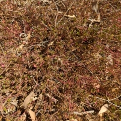 Einadia hastata (Berry Saltbush) at Hackett, ACT - 9 Mar 2023 by Avery