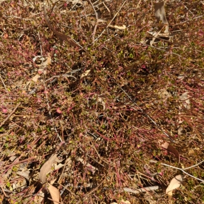 Einadia hastata (Berry Saltbush) at Hackett, ACT - 9 Mar 2023 by Avery