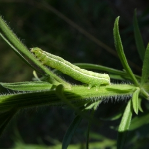 Plusiinae (subfamily) Immature at suppressed - suppressed