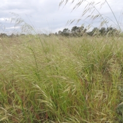 Avena sp. (Wild Oats) at Boorowa, NSW - 23 Oct 2022 by MichaelBedingfield