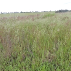 Avena sp. at Boorowa, NSW - 23 Oct 2022 04:22 PM