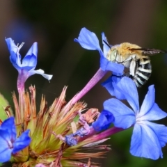 Amegilla (Zonamegilla) asserta (Blue Banded Bee) at Downer, ACT - 9 Mar 2023 by RobertD