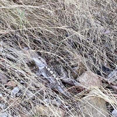 Amphibolurus muricatus (Jacky Lizard) at Acton, ACT - 17 Feb 2023 by Tapirlord