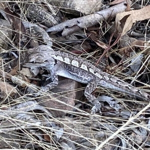 Amphibolurus muricatus at Acton, ACT - 17 Feb 2023