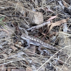 Amphibolurus muricatus at Acton, ACT - 17 Feb 2023 04:56 PM