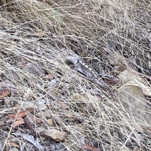 Amphibolurus muricatus at Acton, ACT - 17 Feb 2023 04:56 PM