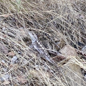 Amphibolurus muricatus at Acton, ACT - 17 Feb 2023