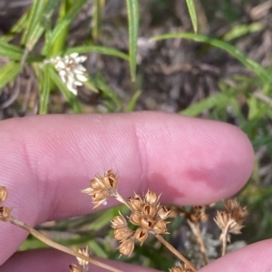 Juncus vaginatus at Acton, ACT - 17 Feb 2023