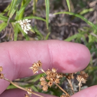 Juncus vaginatus (Clustered Rush) at Acton, ACT - 17 Feb 2023 by Tapirlord