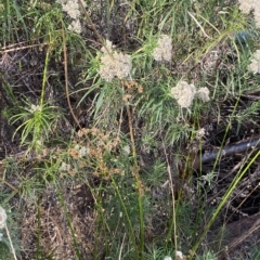 Juncus vaginatus at Acton, ACT - 17 Feb 2023