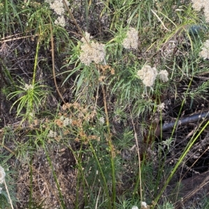 Juncus vaginatus at Acton, ACT - 17 Feb 2023