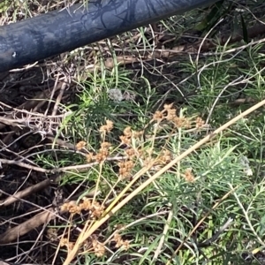 Juncus vaginatus at Acton, ACT - 17 Feb 2023