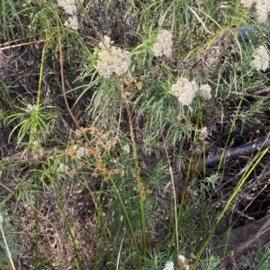 Juncus vaginatus at Acton, ACT - 17 Feb 2023