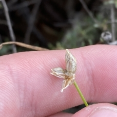 Laxmannia gracilis (Slender Wire Lily) at O'Connor, ACT - 16 Feb 2023 by Tapirlord