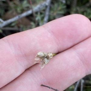 Laxmannia gracilis at O'Connor, ACT - 16 Feb 2023