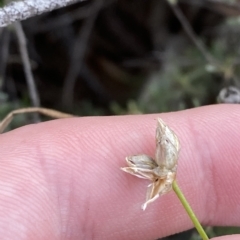 Laxmannia gracilis at O'Connor, ACT - 16 Feb 2023