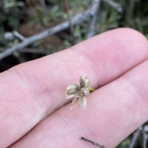 Laxmannia gracilis at O'Connor, ACT - 16 Feb 2023