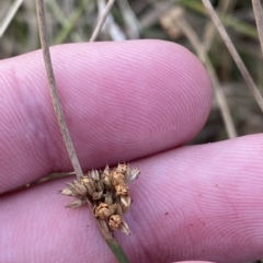 Juncus filicaulis (Thread Rush) at Deakin, ACT - 13 Feb 2023 by Tapirlord