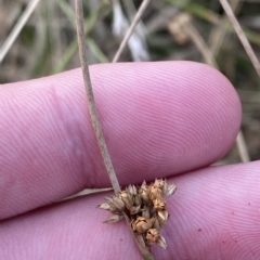 Juncus filicaulis at Deakin, ACT - 13 Feb 2023 06:47 PM