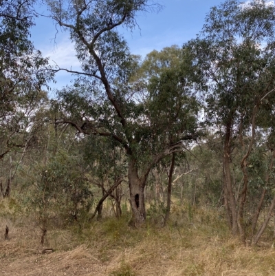 Eucalyptus dives (Broad-leaved Peppermint) at Red Hill, ACT - 13 Feb 2023 by Tapirlord