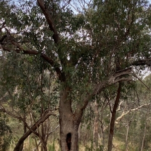 Eucalyptus dives at Red Hill, ACT - 13 Feb 2023 06:44 PM