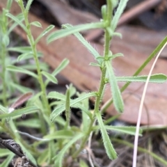 Vittadinia cuneata var. cuneata (Fuzzy New Holland Daisy) at Hughes, ACT - 13 Feb 2023 by Tapirlord