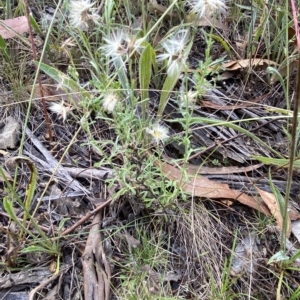 Vittadinia cuneata var. cuneata at Hughes, ACT - 13 Feb 2023