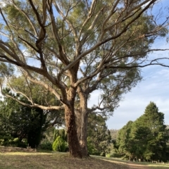 Eucalyptus melliodora at Red Hill to Yarralumla Creek - 13 Feb 2023