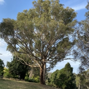 Eucalyptus melliodora at Red Hill to Yarralumla Creek - 13 Feb 2023 06:34 PM